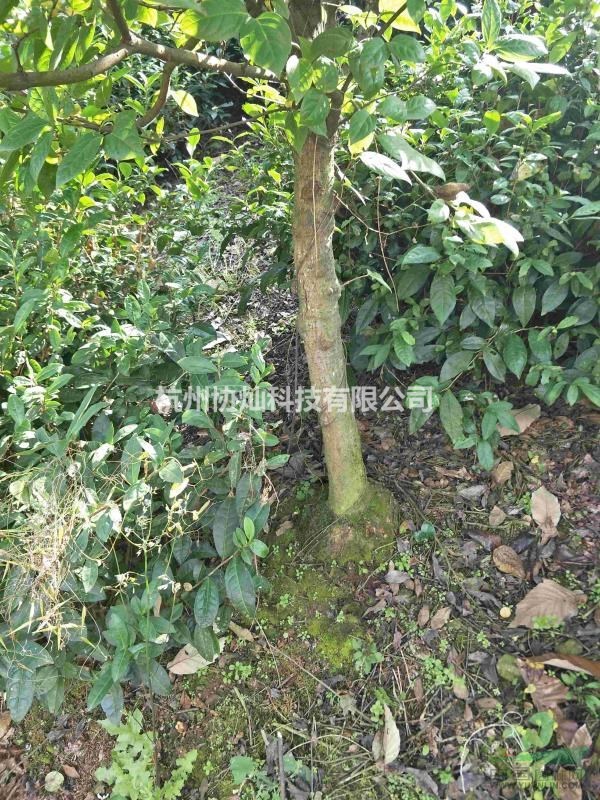 供應(yīng)形狀樹臘梅7-25公分帶梅龜精品出售