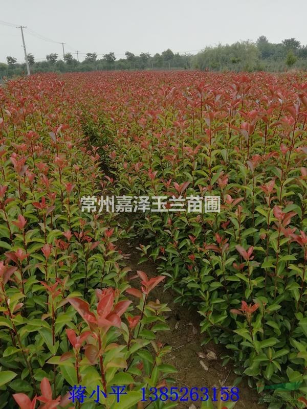 垂柳 欒樹 紅葉李 櫻花 西府海棠紅葉石楠 桂花 金邊黃楊 