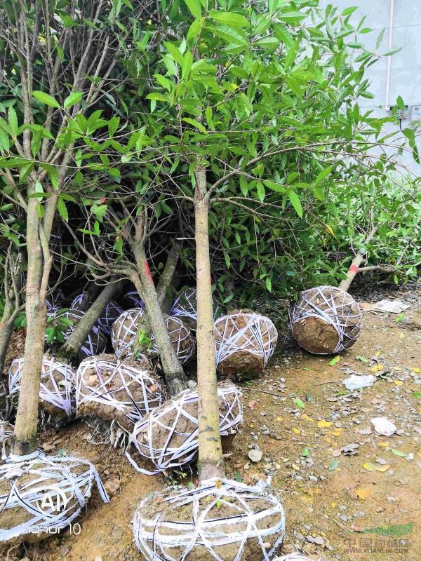 8公分桂花價格，桂花樹價格超低，咸寧桂花樹