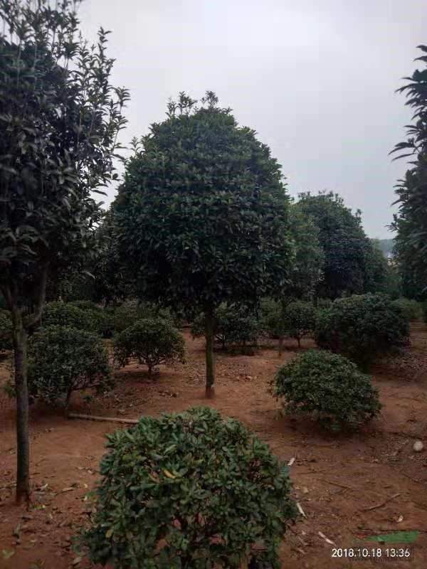 8公分桂花價格，桂花樹價格超低，咸寧桂花樹