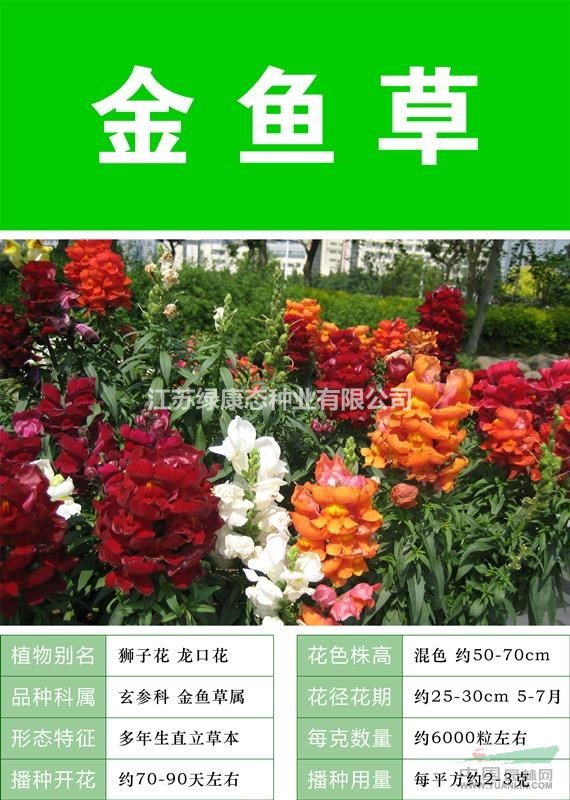   金魚草的繁殖方法   常年供應(yīng)草花種子苗木種子草籽