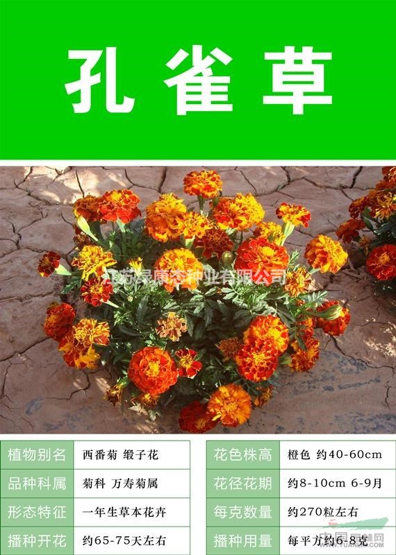      孔雀草有什么價值   常年供應草花種子苗木種子草籽