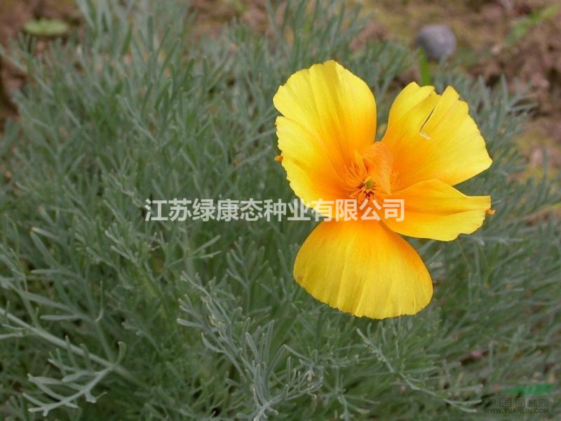 花菱草該怎么管理 常年供應花草苗木種子草籽