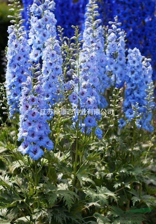 飛燕草杯苗、飛燕草種子.各類花卉種子苗木種子草籽