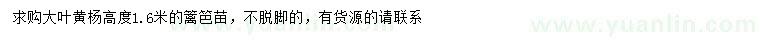 求購高1.6米大葉黃楊