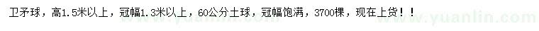 求購高1.5米以上衛(wèi)矛球