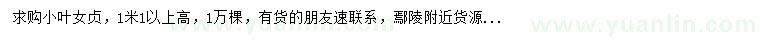 求購1.1米以上高小葉女貞