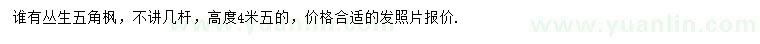 求購(gòu)叢生五角楓