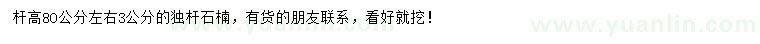 求購3公分獨桿石楠