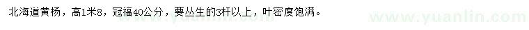 求購(gòu)高1.8米北海道黃楊