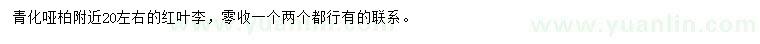 求購(gòu)20左右的紅葉李