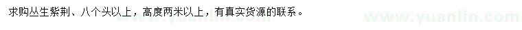 求購叢生紫荊