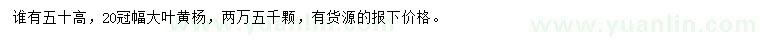 求購高50公分大葉黃楊