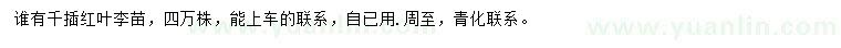 求購紅葉李苗