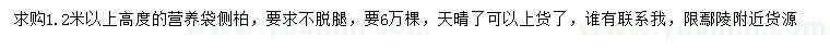 求購(gòu)高1.2米以上側(cè)柏