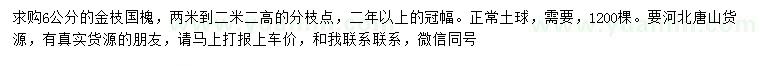 求購6公分金枝國槐