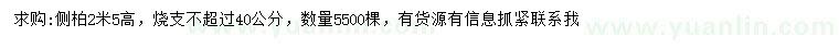 求購高2.5米側(cè)柏