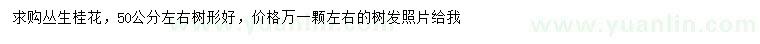 求購50公分左右叢生桂花