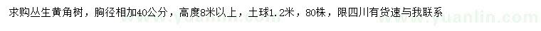 求購高8米以上黃角樹