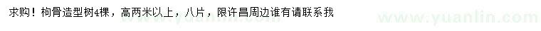 求購高2米以上造型枸骨