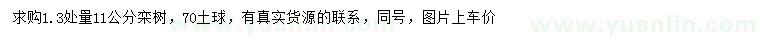 求購1.3米量11公分欒樹