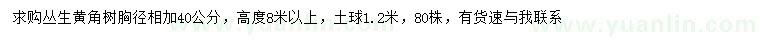 求購高8米以上叢生黃角樹