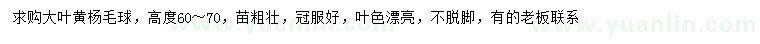 求購高60-70公分大葉黃楊球