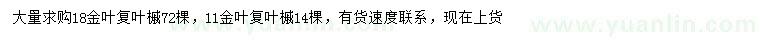求購11、18公分金葉復(fù)葉槭
