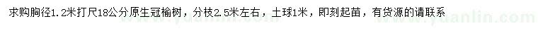 求購1.2米量18公分榆樹