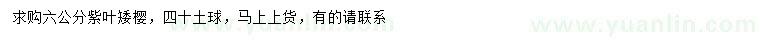 求購6公分紫葉矮櫻