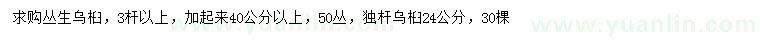 求購3桿以上叢生烏桕、24公分烏桕