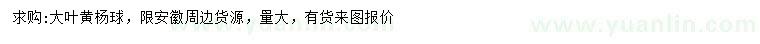 求購大葉黃楊球