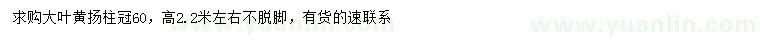 求購高2.2米大葉黃楊柱