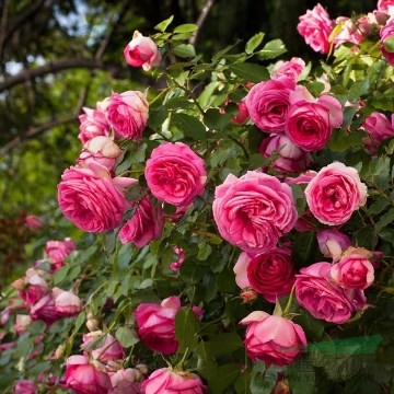 供應(yīng)大量顏色鮮艷藤本薔薇 如圖日本薔薇苗1.2米高
