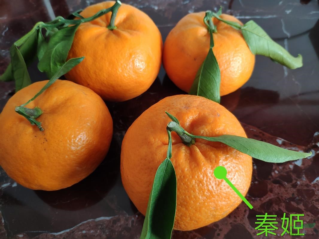 一年生秦姬柑橘苗，浙江象山原產(chǎn)地專供