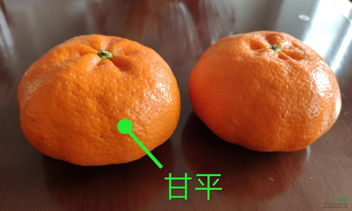 一年生甘平柑桔樹苗，浙江象山原產(chǎn)地直供