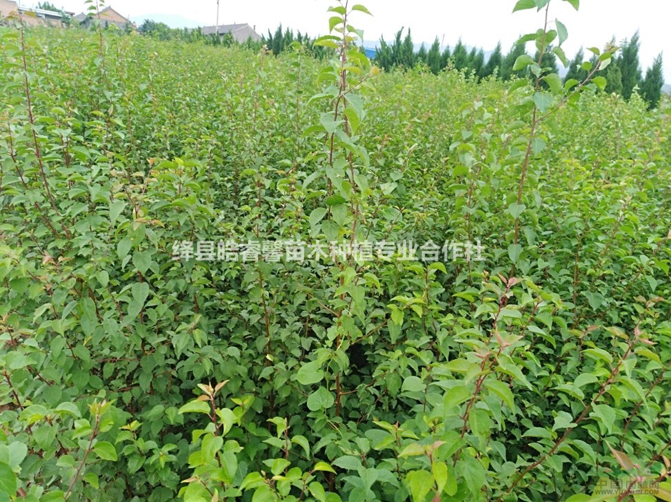 連翹苗，1年連翹苗價格？2年連翹苗價格？山西千畝連翹苗基地。