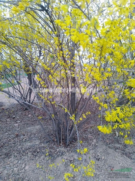 連翹苗，1年連翹苗價格？2年連翹苗價格？山西千畝連翹苗基地。