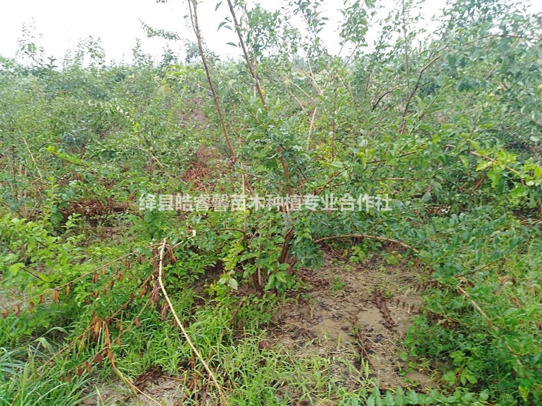 連翹苗，1年連翹苗價格？2年連翹苗價格？山西千畝連翹苗基地。