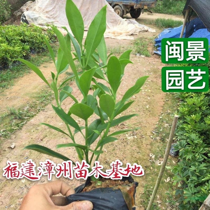 非洲茉莉 高30左右 福建漳州閩景園藝場