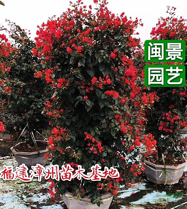 紅三角梅價(jià)錢 高度2.5米 福建漳州閩景園藝場