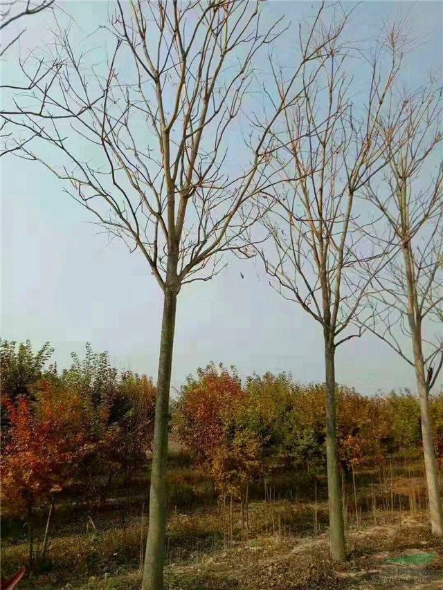 臭椿樹(shù)|臭椿報(bào)價(jià)