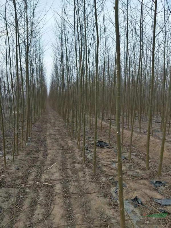 柳樹