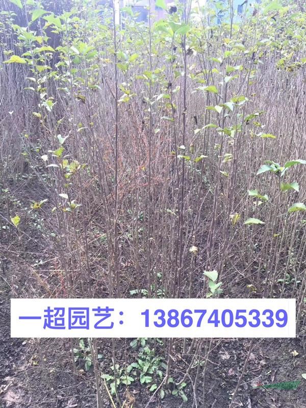 木槿小苗 木槿小樹苗