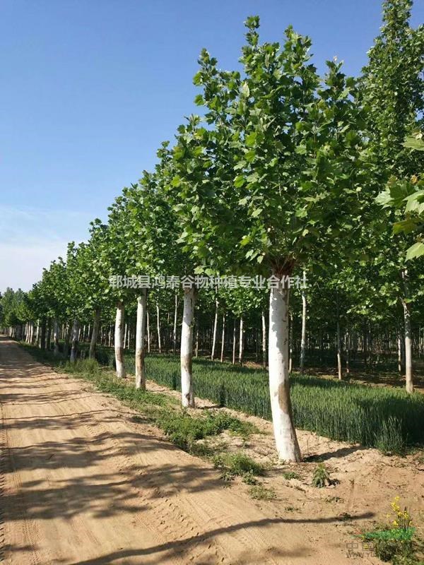 自家苗圃12公分法桐發(fā)帽開圃出售