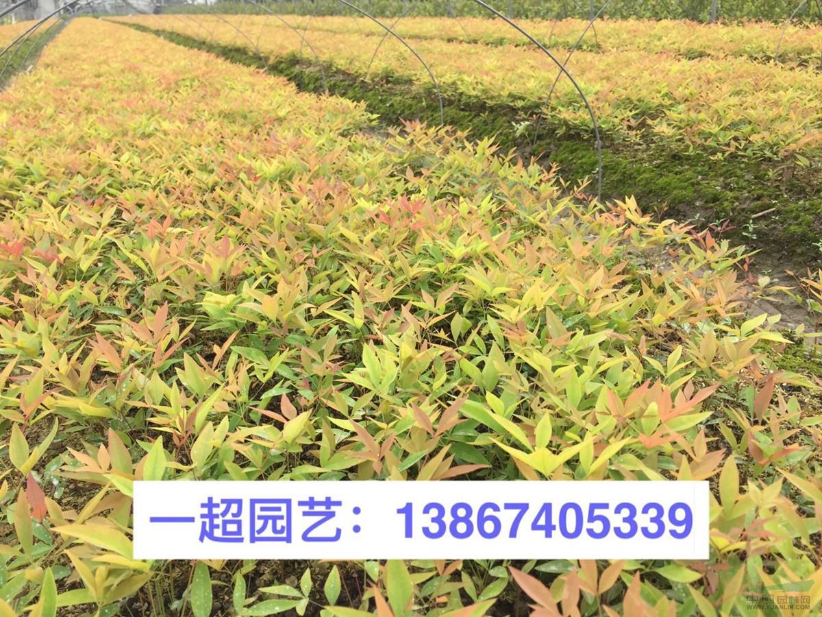 南天竹床苗，南天竺小苗，南天竹扦插苗，南天竹扦插小苗