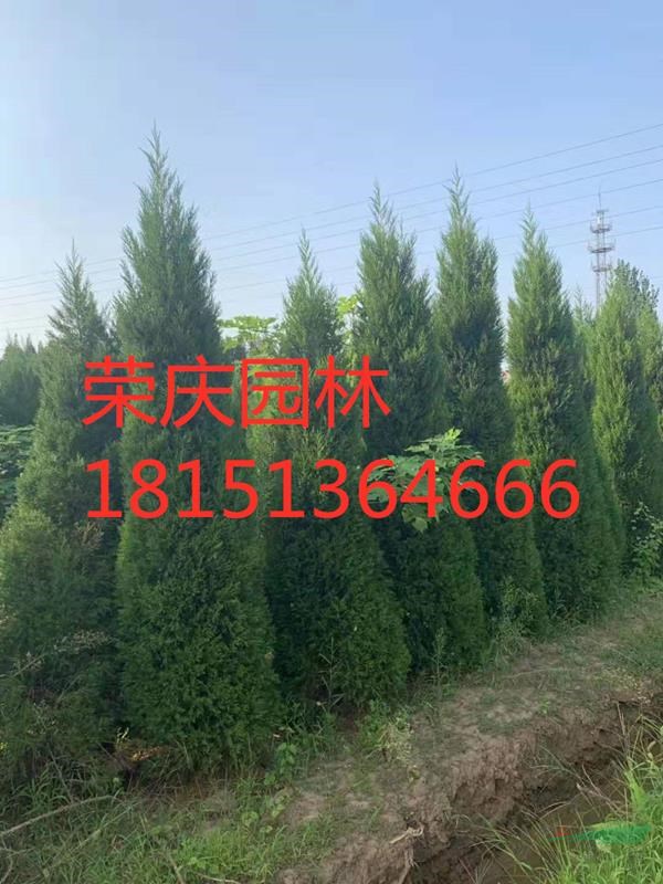 江蘇檜柏批發(fā)/供應