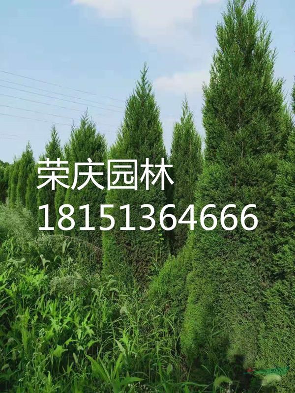 江蘇檜柏批發(fā)/供應