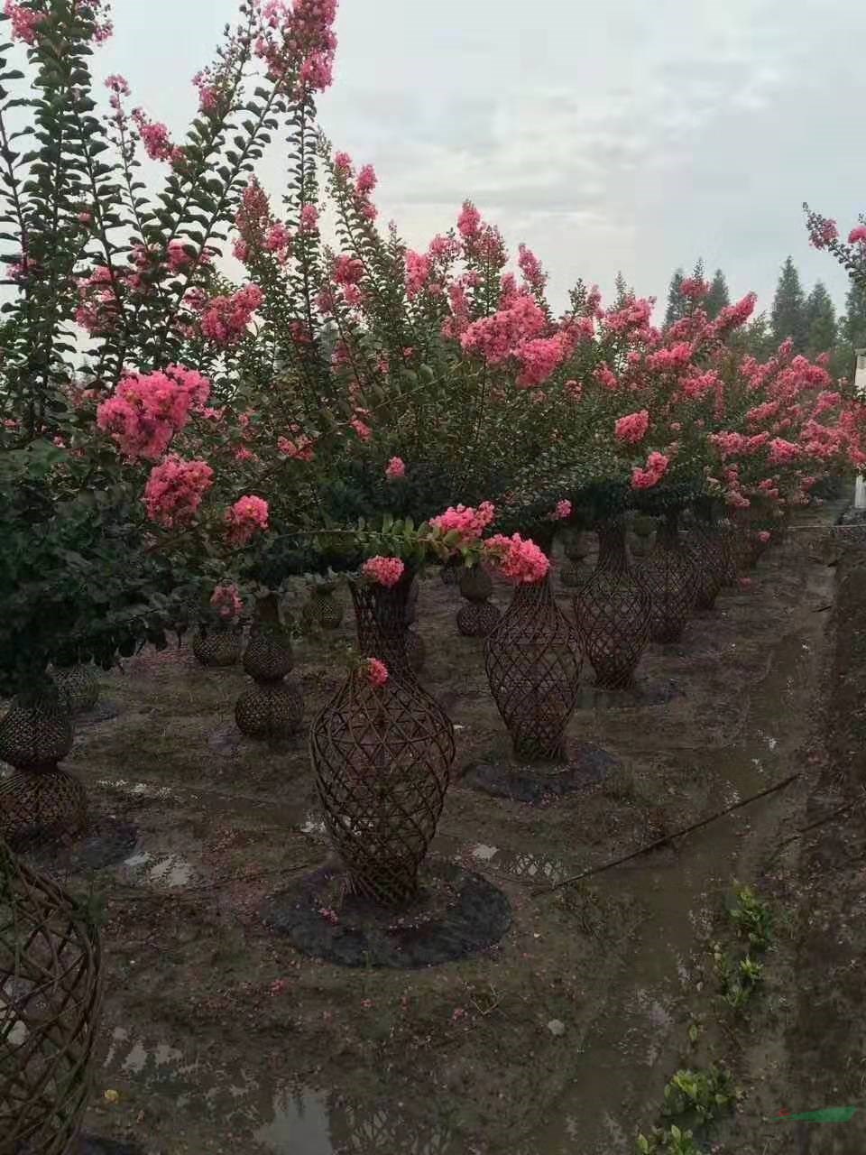 紫薇花瓶造型價格 溫江紫薇花瓶基地 紫薇造型苗圃