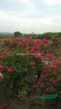 湖北地區(qū)供應(yīng)紫薇